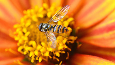 Garten-Schwebfliege (3).jpg